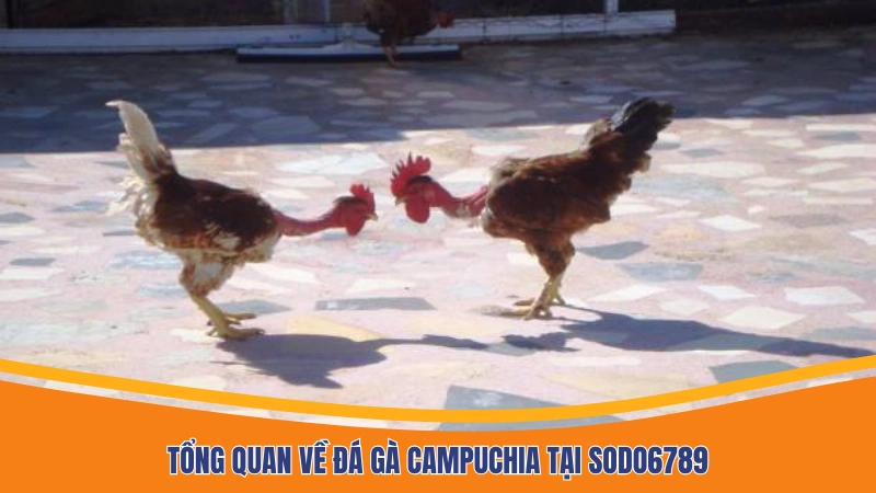 Tổng quan về đá gà Campuchia tại Sodo6789