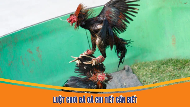 Luật chơi đá gà chi tiết cần biết
