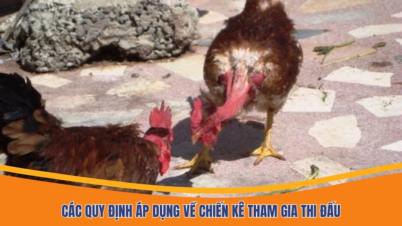 Các quy định áp dụng về chiến kê tham gia thi đấu