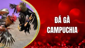 Đá gà Campuchia