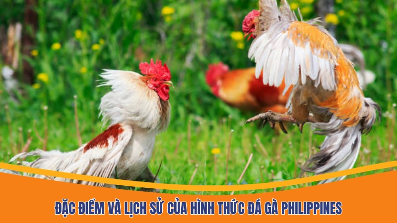Đặc điểm và lịch sử của hình thức đá gà Philippines