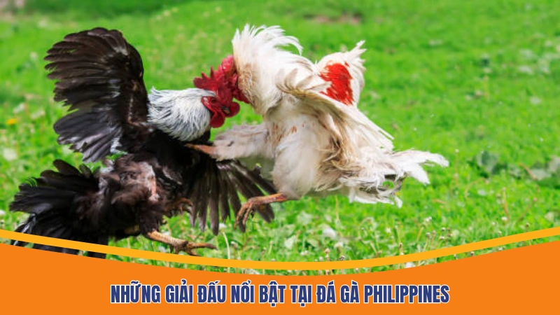 Những giải đấu nổi bật tại đá gà Philippines