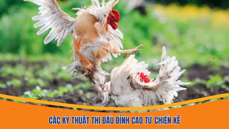 Các kỹ thuật thi đấu đỉnh cao từ chiến kê