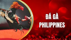 Đá gà Philippines