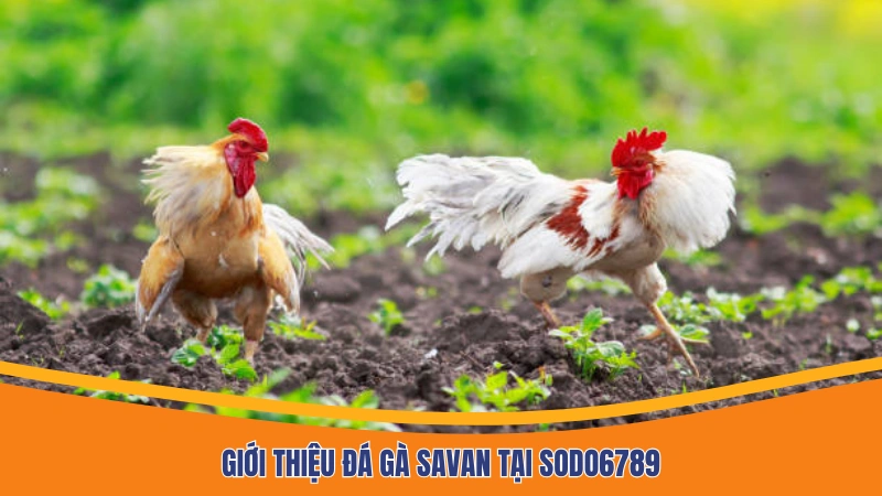 Giới thiệu đá gà Savan trực tiếp