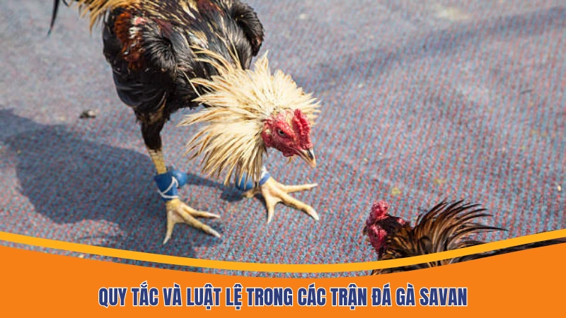 Quy tắc và luật lệ trong các trận đá gà Savan