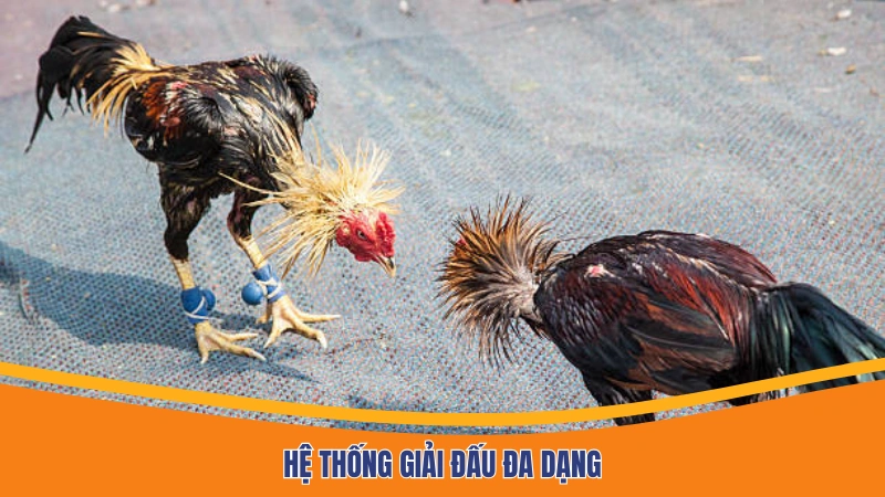 Hệ thống giải đấu đa dạng