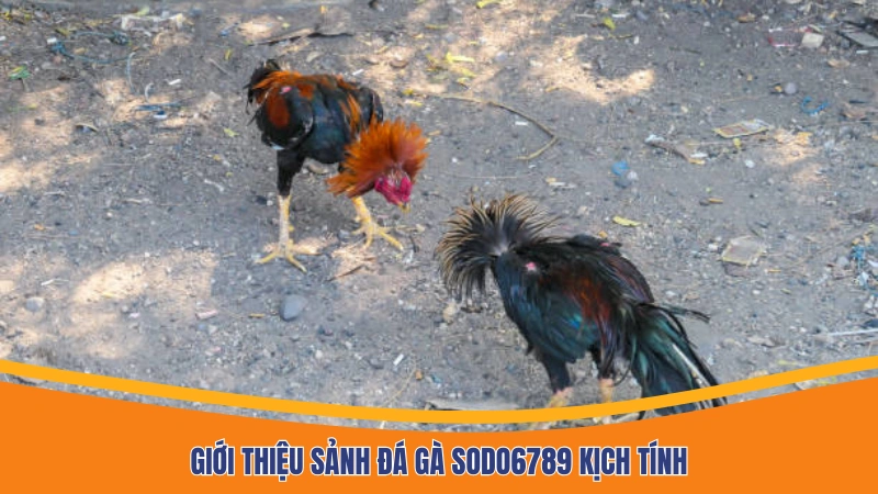 Giới thiệu sảnh đá gà Sodo6789 kịch tính