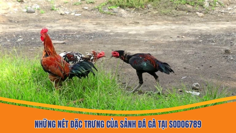 Những nét đặc trưng của sảnh đá gà tại Sodo6789