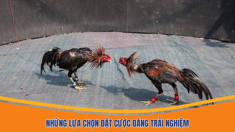 Những lựa chọn đặt cược đáng trải nghiệm