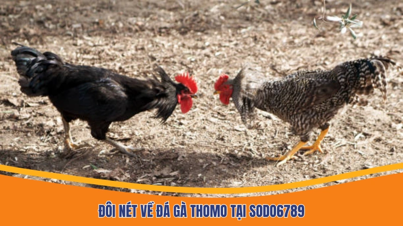 Đôi nét về đá gà Thomo trực tiếp
