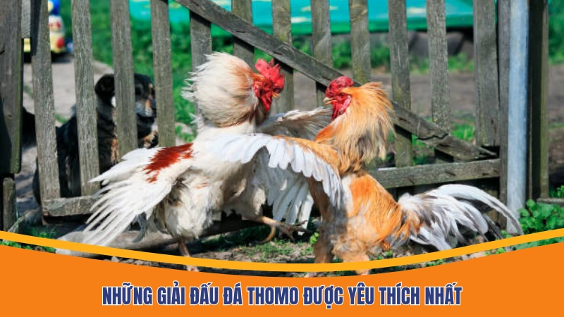 Những giải đấu đá Thomo được yêu thích nhất