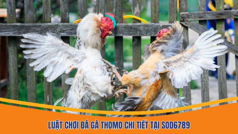 Luật chơi đá gà Thomo chi tiết