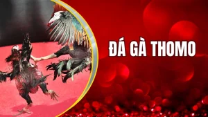 Đá gà Thomo